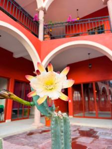 a flower in a vase in front of a building at Hotel Estancia Bugambilias in San Diego de la Unión