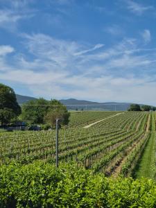 a field of vines with a fence in the foreground at Rebenmeer Wohnung in Roschbach in Roschbach