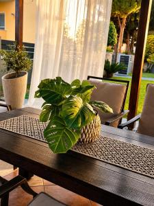 a potted plant sitting on a wooden table at Studios Prodromidis Πρεβεζα in Preveza