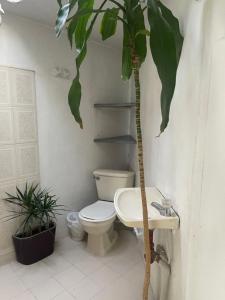 a bathroom with a toilet and a sink and a plant at Hostal Casa Las Tías in Medellín