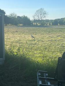 a bird standing in a field of grass at Ediths hus in Pärup