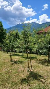 a group of trees in a field with mountains in the background at Vukota - Kuca za odmor in Plav +11 photos