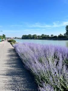 a path next to a field of purple flowers at Lestandardgravelines in Gravelines