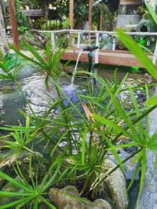 a garden with a pond with plants and a fountain at Fortunate Lodge, Restaurant & Bar in Loonékiyawileung