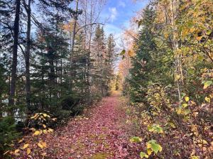 a path in the woods with leaves on the ground at Countryside studio on a lake in Bic