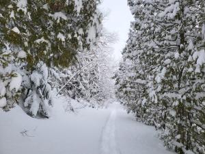 a snow covered path through a forest with snow covered trees at Countryside studio on a lake in Bic