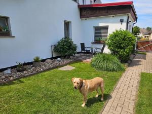 a brown dog standing in the yard of a house at hundefreundliches Ferienhaus in Kröslin