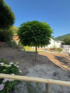 a small tree in a yard with a fence at Casa Tua An der Weinstraße 2 in Neustadt an der Weinstraße