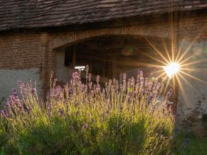 a sun shines through a brick building with purple flowers at Curte la Munte - charming village house in Sebeşu de Sus