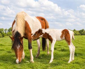 a horse and a baby horse standing in a field at Tiny house - Bus insolite - avec Escape Game in Mignaloux-Beauvoir