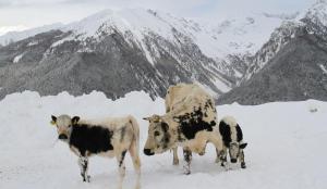 a couple of cows standing in the snow at Schauinstal Appartement 2 in Lutago