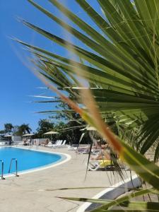 a palm tree next to a swimming pool at Paraíso del Encanto in Adeje