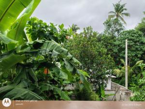 a bunch of green plants with a palm tree in the background at The Haira Varkala in Varkala