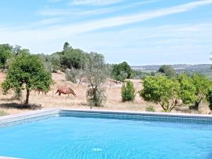 a swimming pool with a horse in the background at Typical Alentejo House in Mora