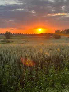 a field of grass with the sunset in the background at Landhaus Maltzien - Auszeit auf dem Land in Maltzien