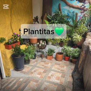 a sign that says plants in a bunch of potted plants at Casa de Descanso la Cascada in Sopetrán