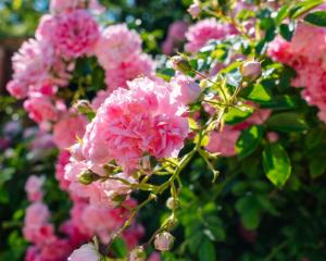 a bunch of pink flowers on a bush at B&B LE GRETTE in Gioia dei Marsi