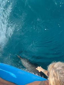 a woman looking at a dolphin in the water at Casa Aloe in Pavones