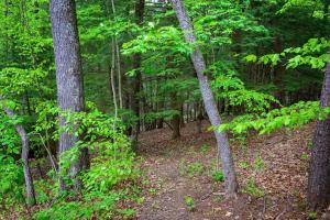 a forest filled with trees with green leaves at Hemlock Hideaway in South Bloomingville