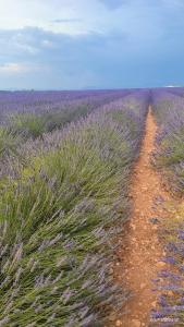 a dirt road in a field of lavender at T2 dans le centre historique de Manosque in Manosque