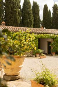 a large plant in a pot in front of a house at Villa di Piazzano - Small Luxury Hotels of the World in Cortona