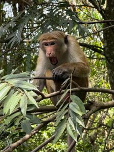 a monkey sitting on top of a tree branch at Sunlee Aviana in Bandarawela +9 photos