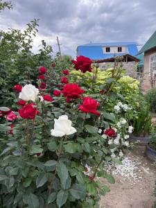 a bunch of red and white roses in a garden at Guest House Nurdana in Tossor