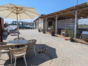 a dog laying under an umbrella on a patio at Mara si Marea in Năvodari