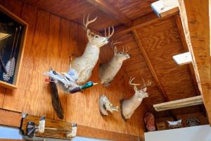 a wall with three deer heads on it at Moonlight Ridge in Laurelville +14 photos