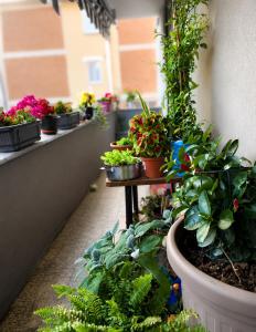 a row of potted plants on a balcony at Room between Milan and Como in Seregno