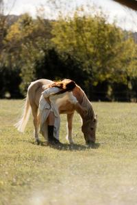 a horse standing in a field eating grass at Scorzamara Country Lodges - Retreats with Private Pool or Jacuzzi in Carlentini