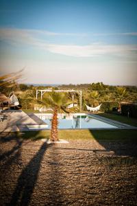 a palm tree in front of a swimming pool at Villa Mida in Calatabiano