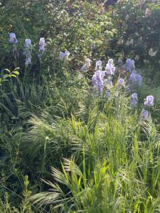 a bunch of purple flowers in a garden at Le Clos Saint James 5 étoiles in Domme