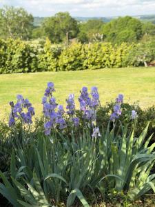 a bunch of purple flowers in a garden at Le Clos Saint James 5 étoiles in Domme