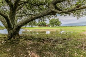 a tree in a field next to a body of water at Private Luxury Pool House Retreat in Lake Charles
