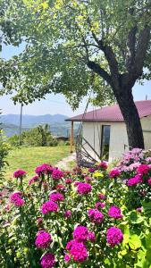 a garden with pink flowers in front of a tree at Shenlik Cozy House in Chʼinchʼin