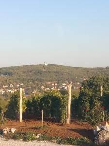 a view of a vineyard with trees in the foreground at Galerija Jovanović in Topola +11 photos