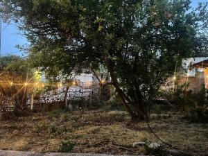 a tree in a yard with a fence at Durres Garden Stay in Durrës