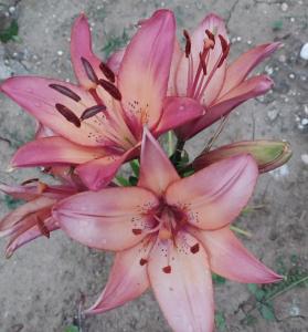 a pink lily is growing on the ground at Hilltop Jikha in Jikhaskari +104 photos