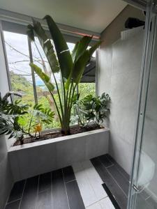a bathroom with a shower with a plant in a window at Animadbali1 in Ibagué +13 photos
