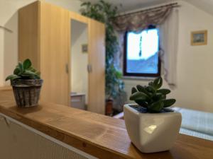 two potted plants sitting on top of a wooden table at Am Sonnenblick in Werda +24 photos