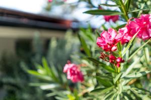 eine Füllung rosa Blumen auf einer Pflanze in der Unterkunft Cas Elizabeth in Palm-Eagle Beach