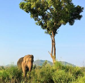 ein Elefant, der im Gras neben einem Baum wandelt in der Unterkunft Blue Lake Ridge in Maha Oya