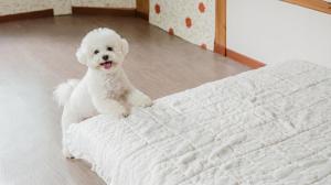 a white dog sitting on top of a bed at Chuncheon Remember Pet Pension in Chuncheon