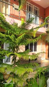 a large green plant in front of a building at Chambre Studio Bas Prix in Port Louis