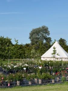 a white tent with potted plants in a field at Apuldram Roses in Appledram