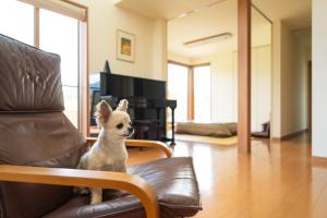 a small dog sitting on a leather chair at Zekkei in Omachi
