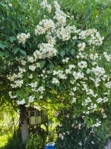 a tree with white flowers and a bird house at See & Natur Apartment Uffing in Uffing