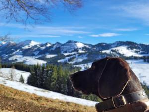 a brown dog sitting on a hill looking at the mountains at Daheim Nr 2 - Südwesterhaus Allgäu in Oberstaufen
