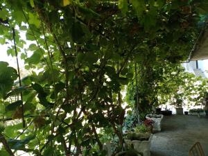 a tree in a greenhouse with many plants at Nada Rooms in Budva +10 photos